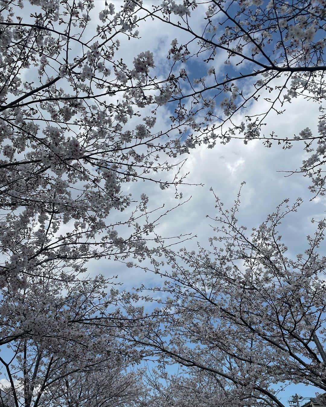 千葉優子さんのインスタグラム写真 - (千葉優子Instagram)「あっという間に終わってしまった桜の写真🌸  ご入学、ご入園、ご進級おめでとうございます☺  娘が新一年生なんて信じられない！ ついこの間産まれたばっかりって感じが いつまでも抜けない😂  今日通学路の再確認で 家族で小学校まで歩いたんだけど 途中に選挙の投票所があるから 投票もしなきゃってことで 娘はランドセル背負ったまま投票所に🗳笑 道ですれ違う人が一年生なのねって 言ってくれたりするから 娘は胸張って歩いてた👣  けどまだまだ危なっかしい時があって 母は毎日気が気じゃなさそうです。笑  ランドセルに背負われてる感じなのが また可愛かった🥰笑  学生のみなさんにとって 素敵な一年になりますように🌸  . #育児日記#育児#子育て#子育てママ#女の子ママ#男の子ママ#一年生」4月9日 22時07分 - yuko_chiba1018