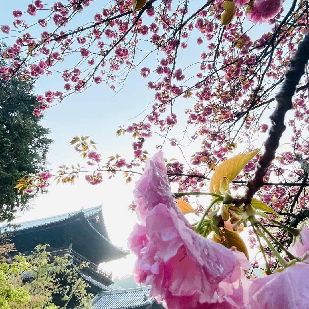 菊地哲さんのインスタグラム写真 - (菊地哲Instagram)「Kyoto,JP / Apr 8,2023」4月9日 22時08分 - greatzupper