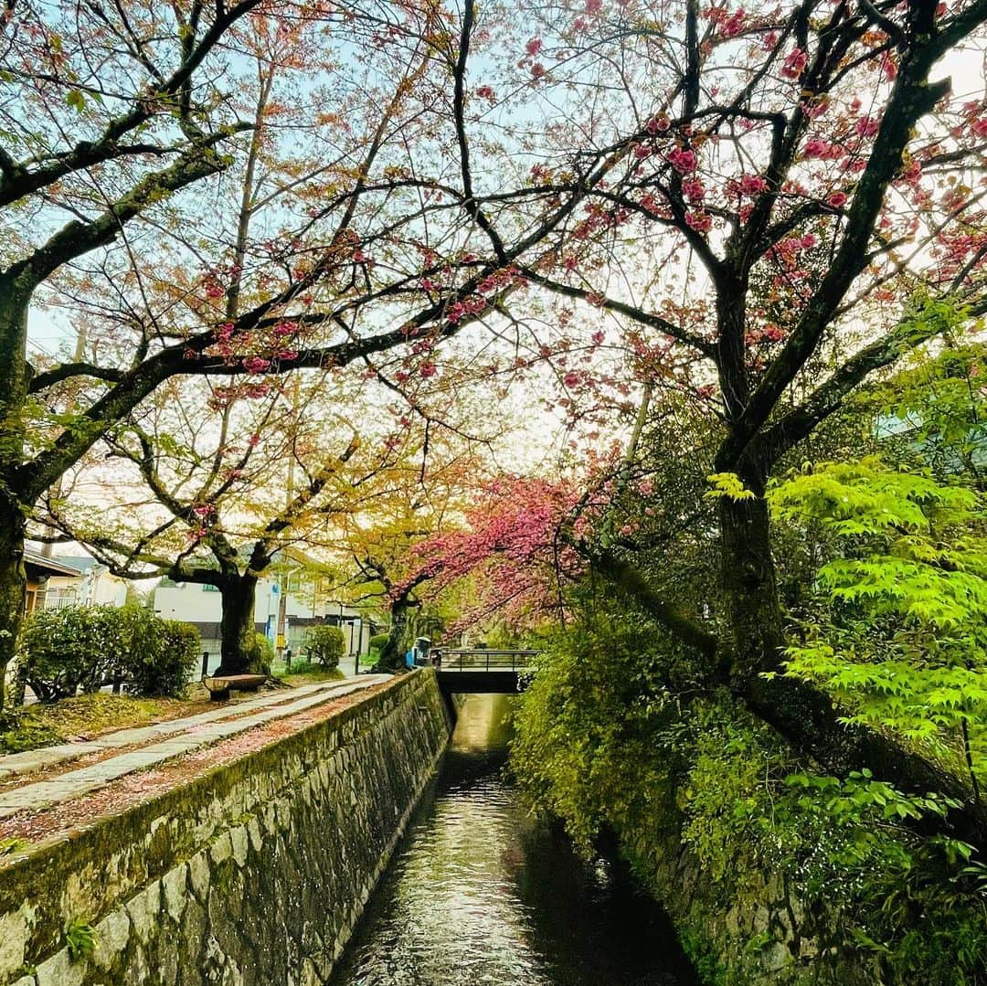 菊地哲さんのインスタグラム写真 - (菊地哲Instagram)「Kyoto,JP / Apr 8,2023」4月9日 22時08分 - greatzupper