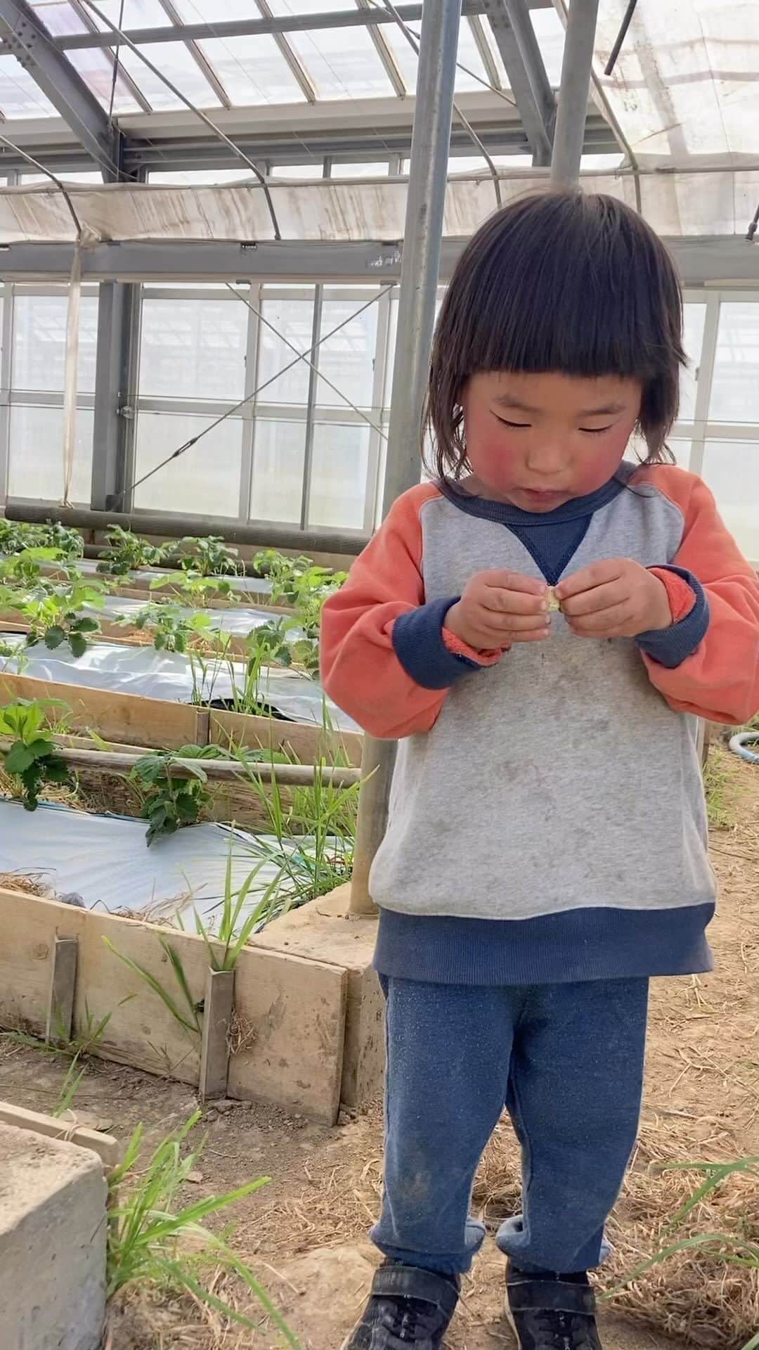 三宅洋平のインスタグラム：「菜音ファーム Zai On farm since 2011  #淡路島 #awajishima #farmwithsoundsystem   @mudosugawara @zioncamp.awaji @awaji_organic_market」