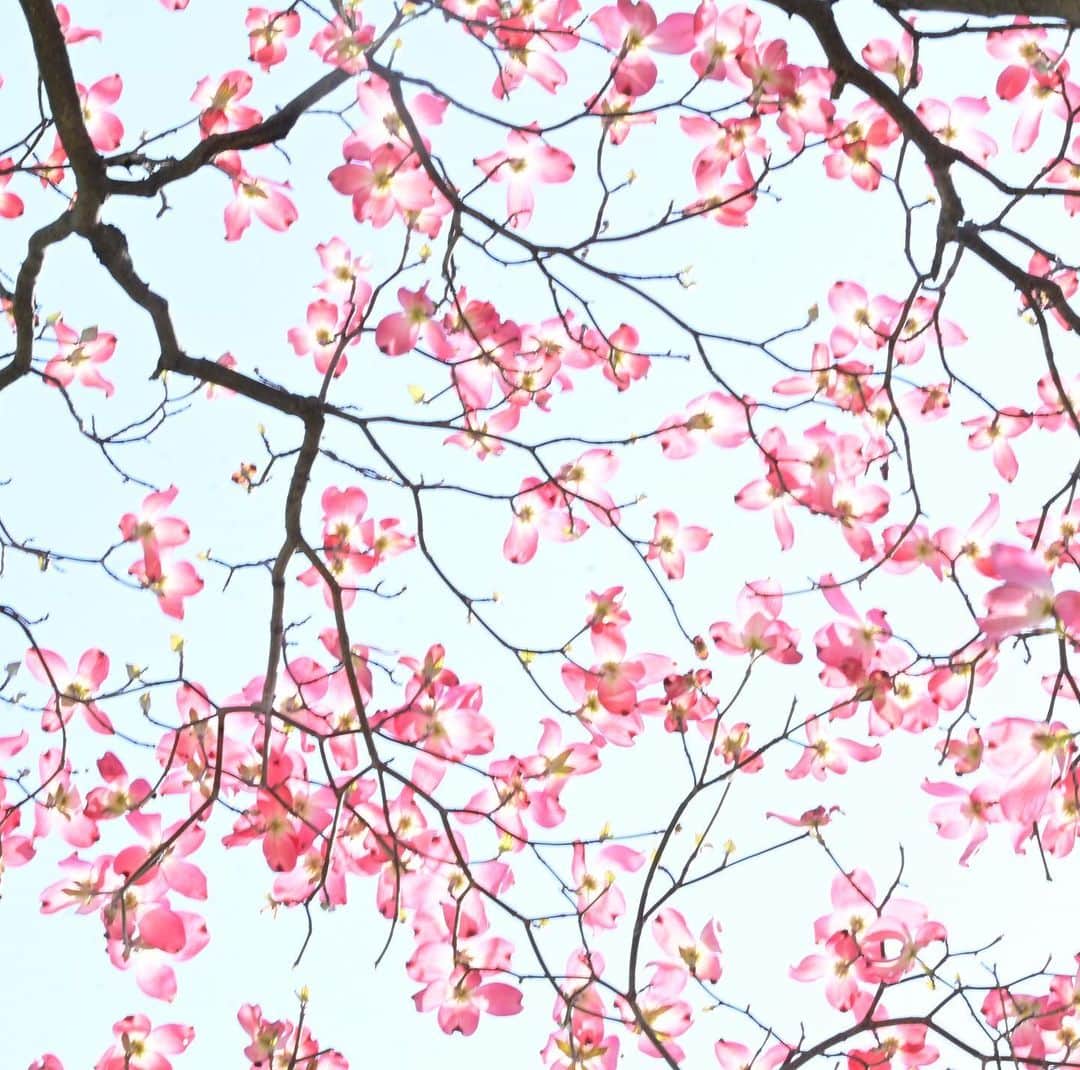 ふかしのインスタグラム：「ハナミズキ #はなみずき  #ハナミズキ  #花水木  #dogwood  #皇居外苑」