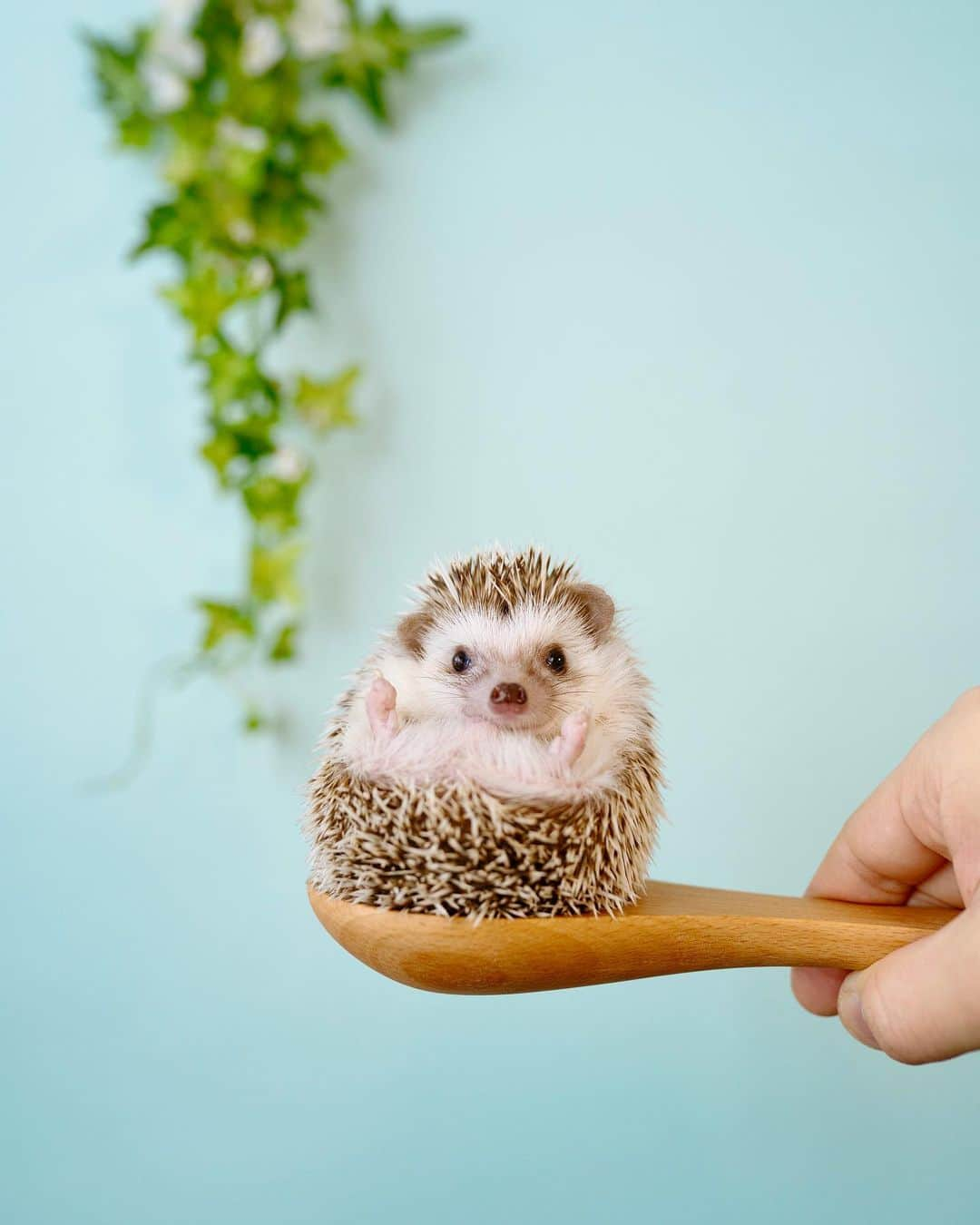 ダーシーさんのインスタグラム写真 - (ダーシーInstagram)「A Spoonful of hedgehog helps the medicine go down🦔🥄💙  ①2023②2020  コアラ、過去最高体重でもうスプーン限界です🐨🍙  #hedgehog#hedgie#cuteanimals#sigmaart#flyinghedgehogs#ハリネズミ#はりねずみ#igel#hérisson#riccio#erizo#고슴도치#刺猬」4月9日 22時31分 - darcytheflyinghedgehog