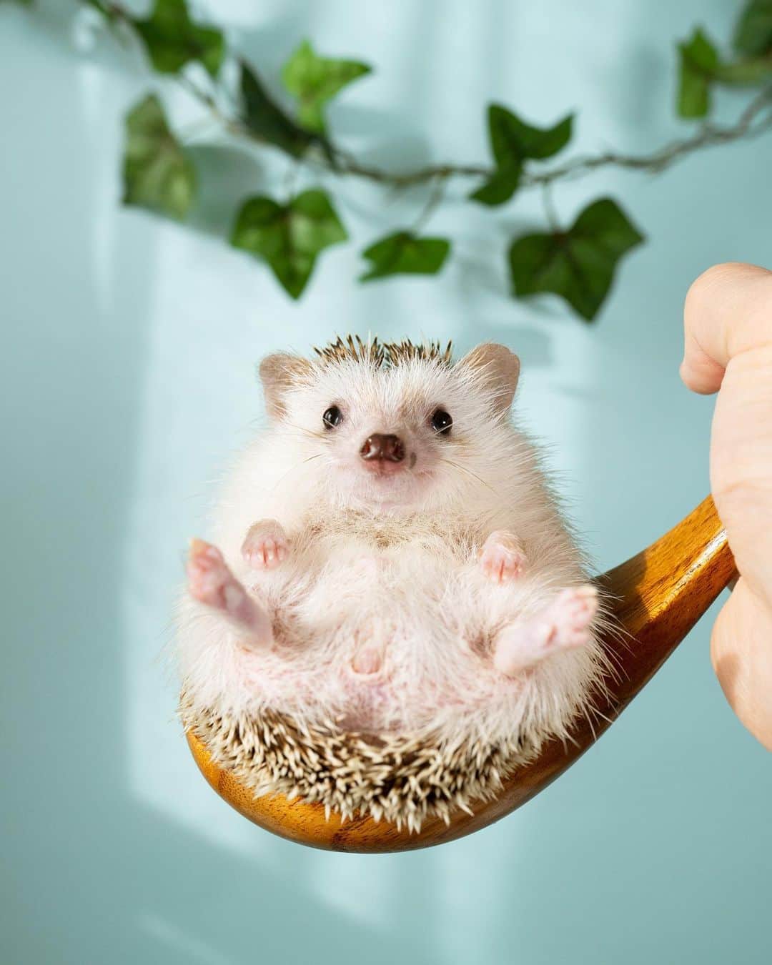 ダーシーのインスタグラム：「A Spoonful of hedgehog helps the medicine go down🦔🥄💙  ①2023②2020  コアラ、過去最高体重でもうスプーン限界です🐨🍙  #hedgehog#hedgie#cuteanimals#sigmaart#flyinghedgehogs#ハリネズミ#はりねずみ#igel#hérisson#riccio#erizo#고슴도치#刺猬」