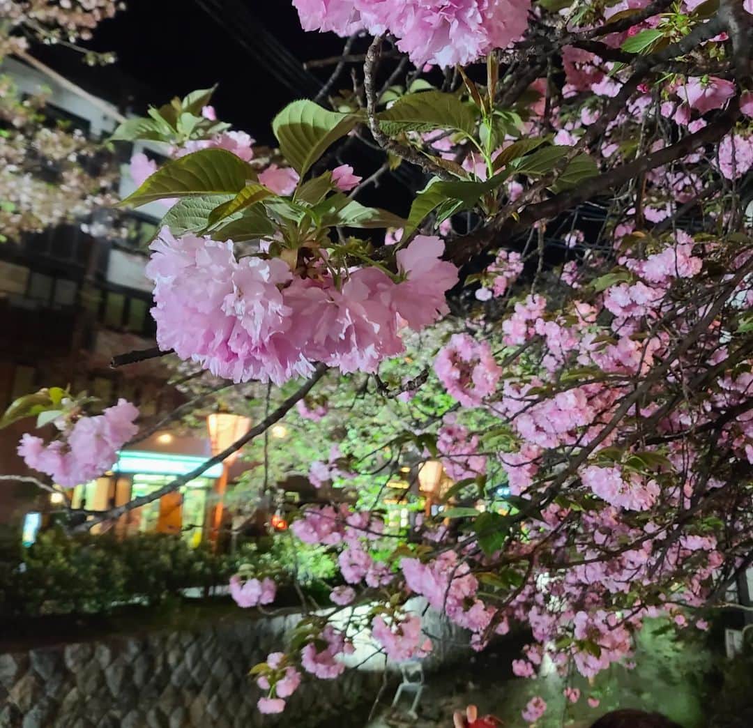 桂團治郎さんのインスタグラム写真 - (桂團治郎Instagram)「いよいよ明日初日です！⁡ ⁡⁡ ⁡千秋楽まで頑張ります‼️⁡ ⁡やっぱり京都の街は人が多かった💦」4月9日 22時34分 - danjirokatsu