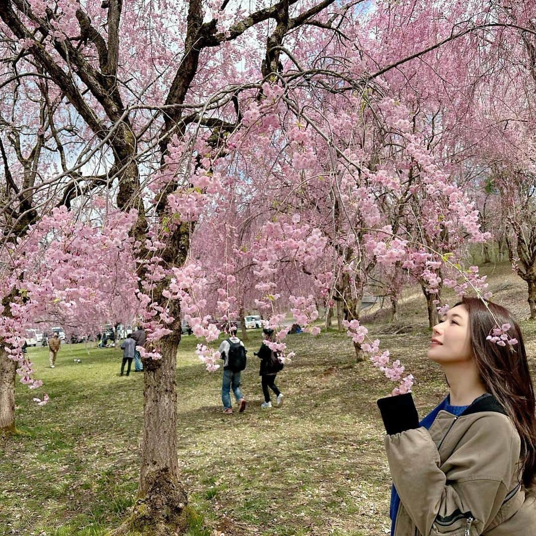 穂川果音さんのインスタグラム写真 - (穂川果音Instagram)「桜追いかけ旅🌸 東京の桜が散ってしまったので、新潟の長岡まで行ってきました！ なんで長岡なの？という質問がありましたが、この週末で見頃になりそうな場所で、アクセスが良いかつ行ってみたいところで選びました😊 悠久山公園のソメイヨシノはもう散り始めでしだれ桜が見頃でした（4／9時点) 酒蔵が沢山あったりで観光も楽しめたので、またインスタにも載せますね〜✨  #悠久山公園　#お花見　#桜　#新潟　#長岡　#sakura #桜2023 #trip #japantrip」4月9日 22時46分 - hokawakanonn