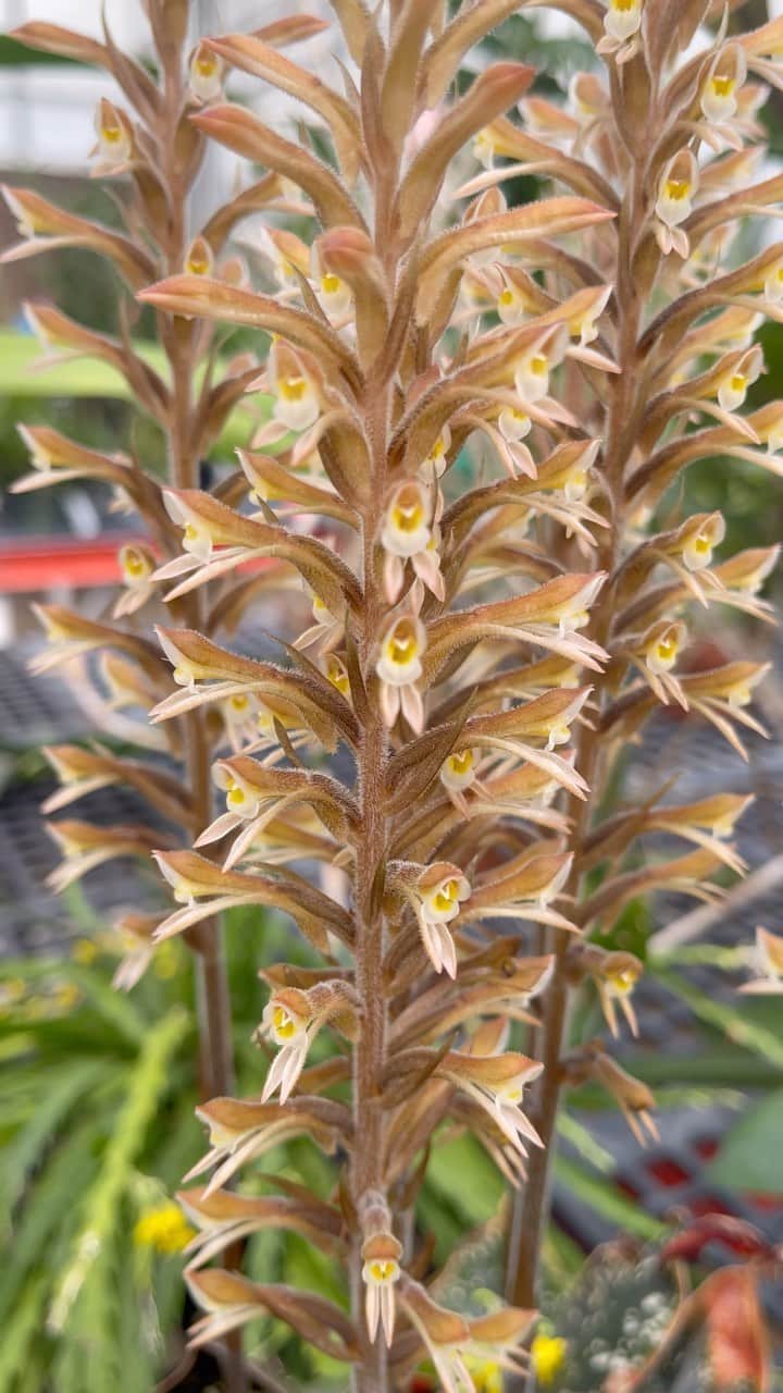 のインスタグラム：「Can you see the bunny ears? 🐰   Spring has sprung with our Orchid Collection as “Lax Helmet Orchid” (Pelexia laxa) bursts into bloom. This species naturally thrives on the rainforest floors of southern Mexico to South America, where bees are attracted to its blooms. This orchid is just one of the 5,000 specimens being safeguarded in our living collection 🌱   Happy #Easter 🐇🐣💐   Video description: Detailed view of an orchid in a greenhouse, camera pans down the plant. A tall vertical plant with cascading blooms down the stem, the blooms have two longer petals that suggest the shape of a rabbit’s head.」