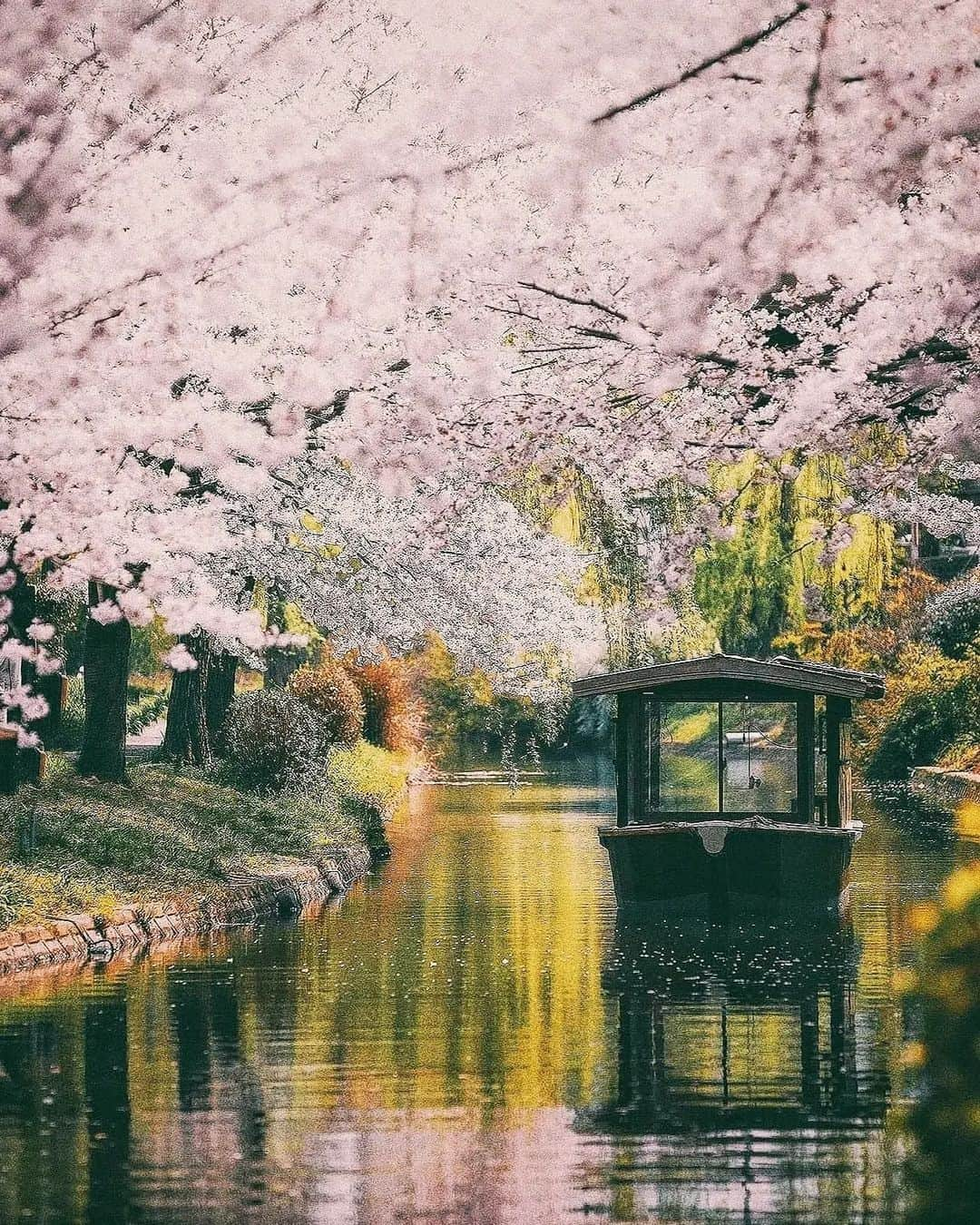 Berlin Tokyoさんのインスタグラム写真 - (Berlin TokyoInstagram)「Seasons come and go. Nothing remains the same. Finding beauty in impermanence is way to appreciate the nature. . . . #hellofrom kyoto #japan」4月9日 23時06分 - tokio_kid