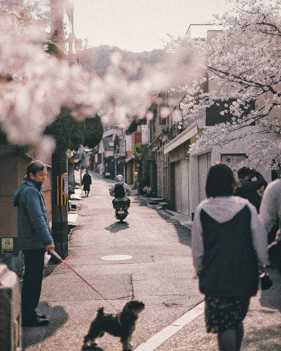 Berlin Tokyoさんのインスタグラム写真 - (Berlin TokyoInstagram)「Seasons come and go. Nothing remains the same. Finding beauty in impermanence is way to appreciate the nature. . . . #hellofrom kyoto #japan」4月9日 23時06分 - tokio_kid