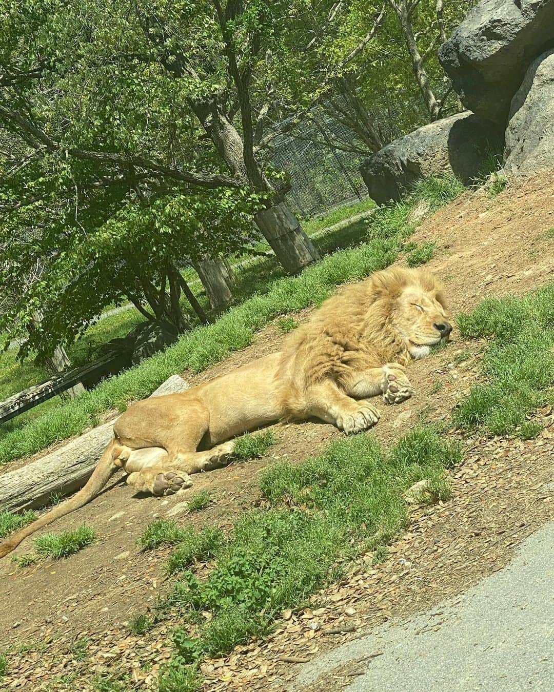 ストラッサー起一さんのインスタグラム写真 - (ストラッサー起一Instagram)「・ ・ 動物と触れ合う為に姫路セントラルパークへ。  好奇心旺盛の4歳児には刺激ある動物園で間近でライオンも見れて良かった👍  また訪れたいですね。」4月9日 23時21分 - kiichi_kunimoto