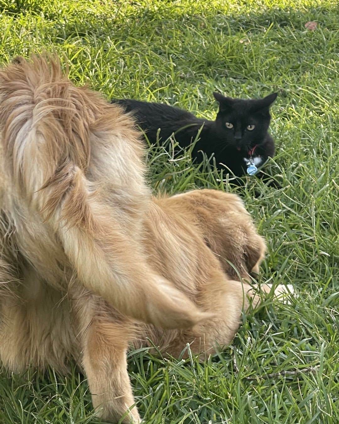ブルース・ウェーバーのインスタグラム：「King and Gordie celebrating Easter with a chase - Golden  Beach」