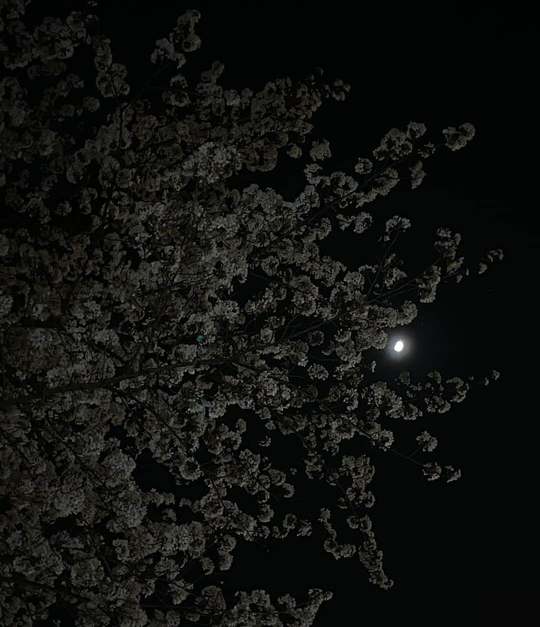 東咲月さんのインスタグラム写真 - (東咲月Instagram)「春。1年の中で1番わくわくする瞬間たち🎊ﾊﾟｶｧ」4月9日 23時22分 - satsukiiazuma