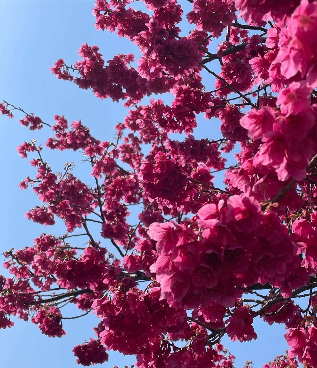 東咲月さんのインスタグラム写真 - (東咲月Instagram)「春。1年の中で1番わくわくする瞬間たち🎊ﾊﾟｶｧ」4月9日 23時22分 - satsukiiazuma