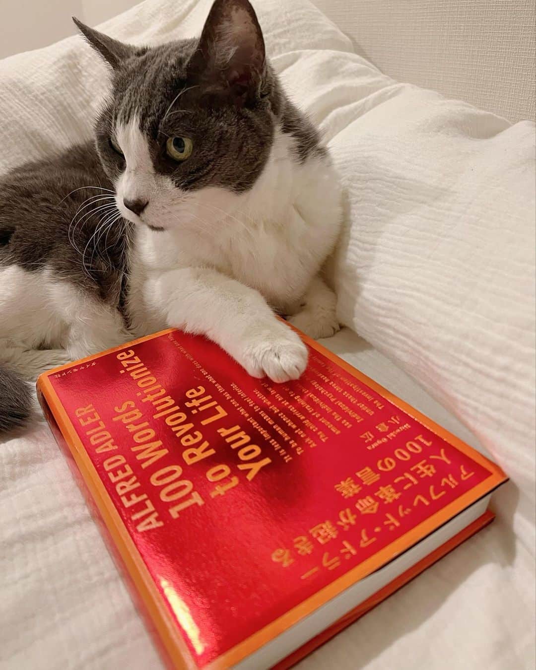 森絵里香のインスタグラム：「. 今夜は寝る前にも少し読書を〜 と思ったら邪魔しにきた子🐱  ツンデレかまちょなところが可愛くて ついつい写真撮影をして時間が過ぎていく  平和な夜です  さ、 また明日からの1週間にむけてパワーチャージするべく、もう寝ます  おやすみなさい🌙  . #グゥとユメ#甘え坊猫  #どんどん甘えん坊になるね#大好きだよ #老猫との暮らし#猫のいる暮らし  #保護猫#二十歳猫」