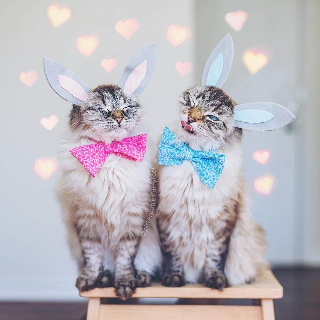 Holly Sissonのインスタグラム：「Happy Easter from our beautiful bunnies ☺️🐱🐰❤️ (📷: @hollysisson)  #siberiancat #easter #cat」