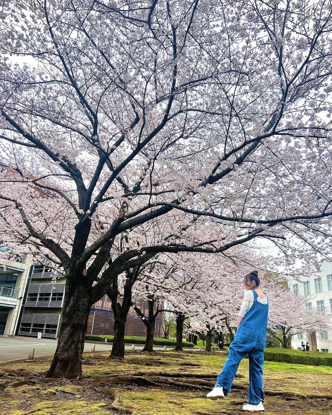 satoprimoさんのインスタグラム写真 - (satoprimoInstagram)「残りの桜満喫したよ写真🌸 毎年行く千鳥ヶ淵とプリモと毎日散歩してた家の前の桜スポット🐶 何か良いタイミングで帰国出来たなーと思う🤩  #お花見 #千鳥ヶ淵 #靖国神社」4月9日 23時41分 - satoprimo