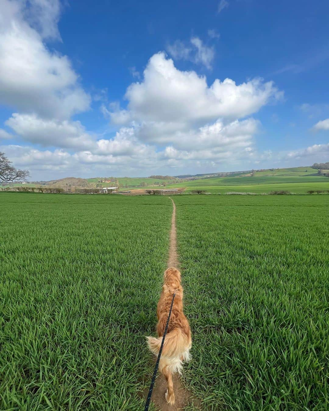 Zanna Van Dijkさんのインスタグラム写真 - (Zanna Van DijkInstagram)「A wholesome Yorkshire weekend 🫶🏼  1️⃣ Taking my Surrey boy up north 👫 2️⃣ What a beautiful view to wake up to ✨  3️⃣ Dad in his element 🥦  4️⃣ Dog walks in the Howardian Hills 🥾  5️⃣ Walk squad 🙌🏼 6️⃣ Mucky boots & paws 🐾  7️⃣ Elite level picnic from @yorkshirehelen 🧺  8️⃣ Soaking up that spring sunshine ☀️  9️⃣ Nothing beats cuddles with Ted 🐶   Happy Easter you lovely bunch 🐰 #easterweekend #eastersunday #easterbankholiday」4月10日 0時13分 - zannavandijk