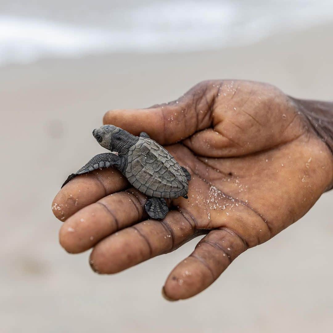 thephotosocietyのインスタグラム：「Photos by @thomas.nicolon // Every year, olive ridley sea turtles come to lay eggs on the Congolese coast, at the mouth of the Congo river. Park rangers have to move these eggs to hatchery in order to protect them from poachers. The newborns are then released - only about one in 1,000 makes it to adulthood. Shot at Mangroves National Park, Democratic Republic of Congo. // Follow me @thomas.nicolon for more photos from Central Africa.」