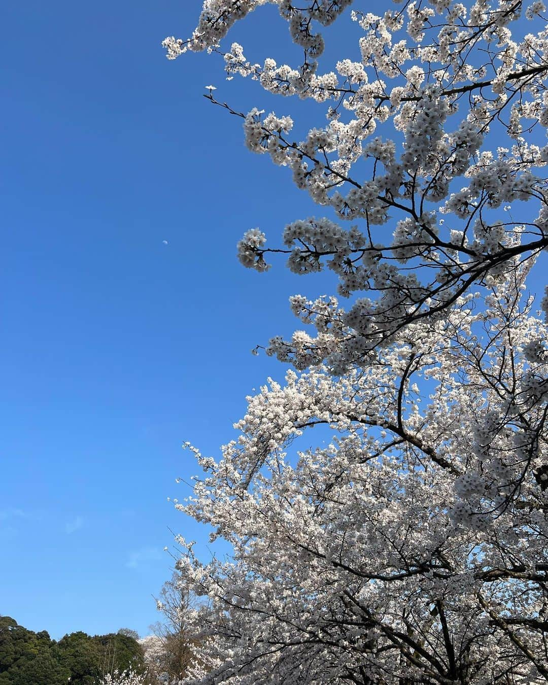 荒井奈緒美さんのインスタグラム写真 - (荒井奈緒美Instagram)「兼六園  本当にうっとりする庭園が広がっていて 心静まる景色だった🍃  とっても広いから今度はもっとゆっくりのんびりお散歩したいなぁ。  途中で入った茶屋で抹茶ラテとお団子を食べたのだけど、ここのお団子がほんとうに美味しかった！！ 桜も満開で、最高なタイミング🌸  #兼六園 #金沢旅行」4月10日 0時28分 - naomi__arai