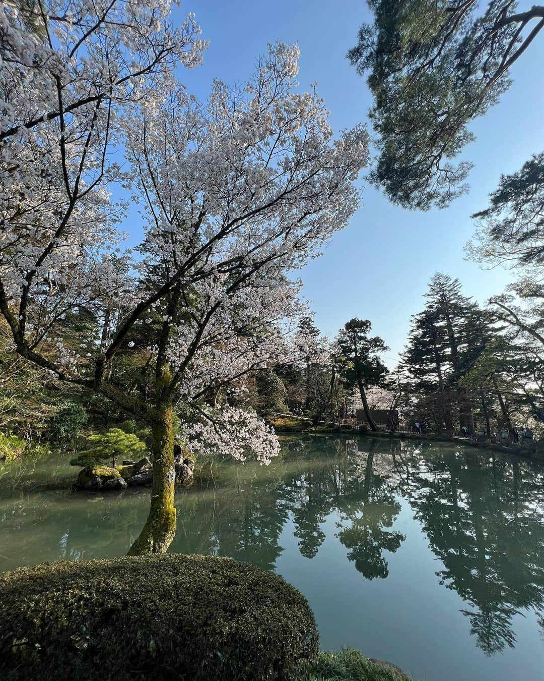 荒井奈緒美さんのインスタグラム写真 - (荒井奈緒美Instagram)「兼六園  本当にうっとりする庭園が広がっていて 心静まる景色だった🍃  とっても広いから今度はもっとゆっくりのんびりお散歩したいなぁ。  途中で入った茶屋で抹茶ラテとお団子を食べたのだけど、ここのお団子がほんとうに美味しかった！！ 桜も満開で、最高なタイミング🌸  #兼六園 #金沢旅行」4月10日 0時28分 - naomi__arai