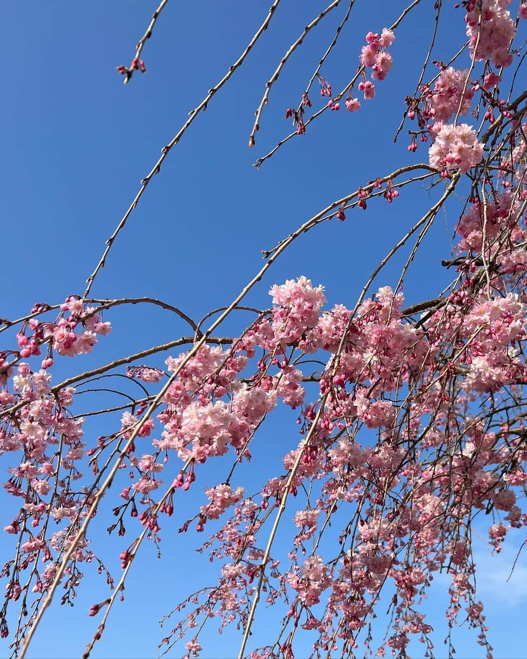 荒井奈緒美さんのインスタグラム写真 - (荒井奈緒美Instagram)「兼六園  本当にうっとりする庭園が広がっていて 心静まる景色だった🍃  とっても広いから今度はもっとゆっくりのんびりお散歩したいなぁ。  途中で入った茶屋で抹茶ラテとお団子を食べたのだけど、ここのお団子がほんとうに美味しかった！！ 桜も満開で、最高なタイミング🌸  #兼六園 #金沢旅行」4月10日 0時28分 - naomi__arai