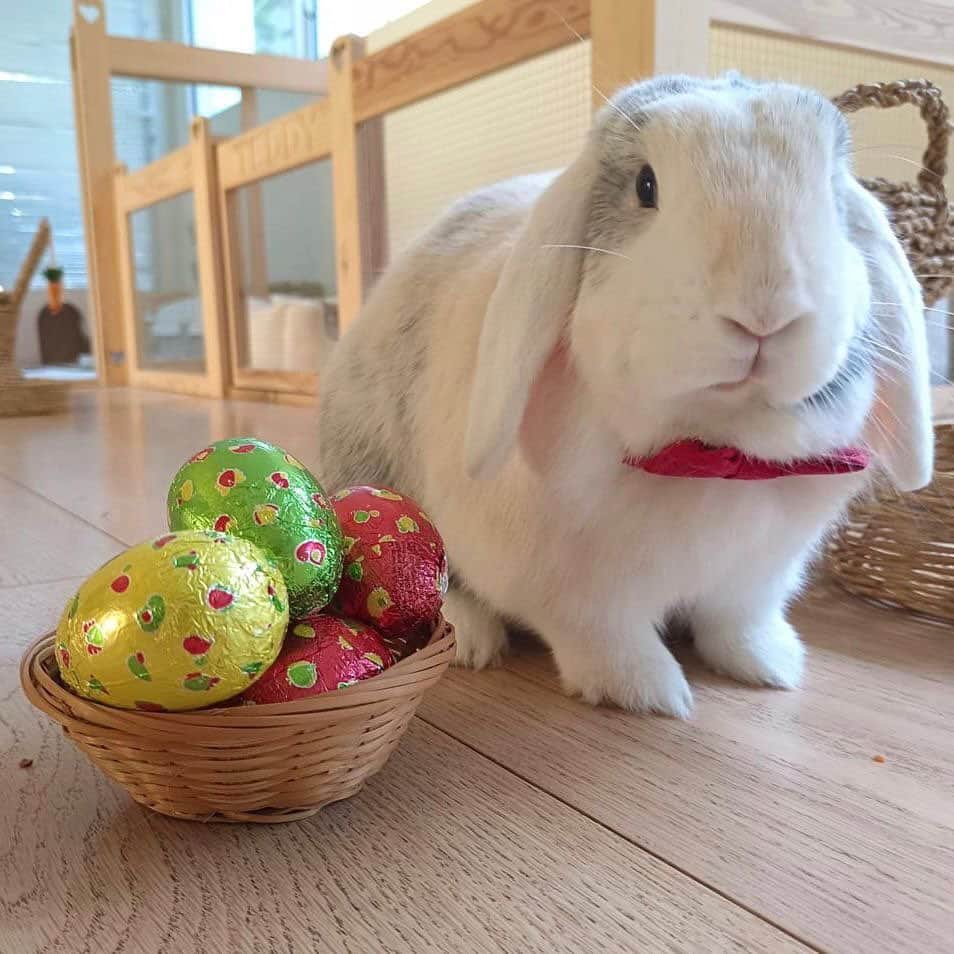 シャキーラのインスタグラム：「Toby wishes you a happy Easter!」