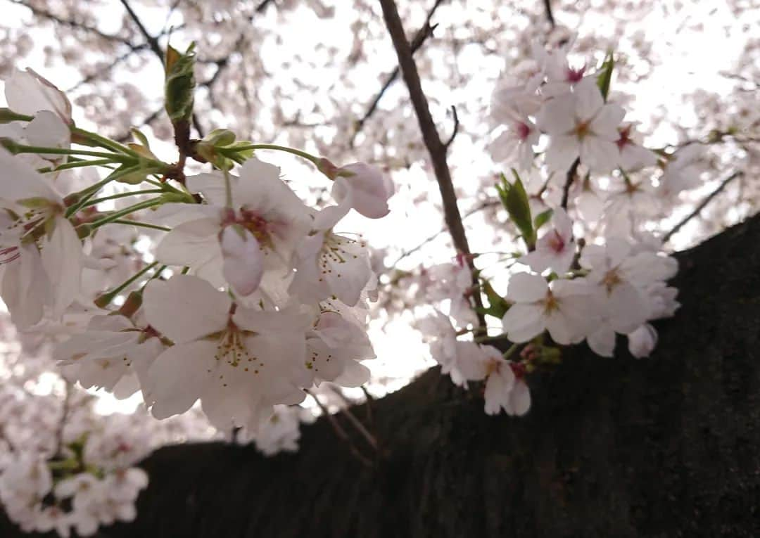 桜花さんのインスタグラム写真 - (桜花Instagram)「ハピピーン！今日で私 ひとつ大人になりました🍀🗻🗻🗻  もはや立派な大人な歳です🌸  今年も毎日を謳歌しちゃ桜花！🌸 ニュー桜花もよろしくお願いしマウンテン🗻🍀＼(^^)／  鼻が付け鼻くらいナイスな形と言われました🍀☺️ハピピーン  #誕生日 #ハピピーンバースデー #ハピピーン」4月10日 0時42分 - mountainohka