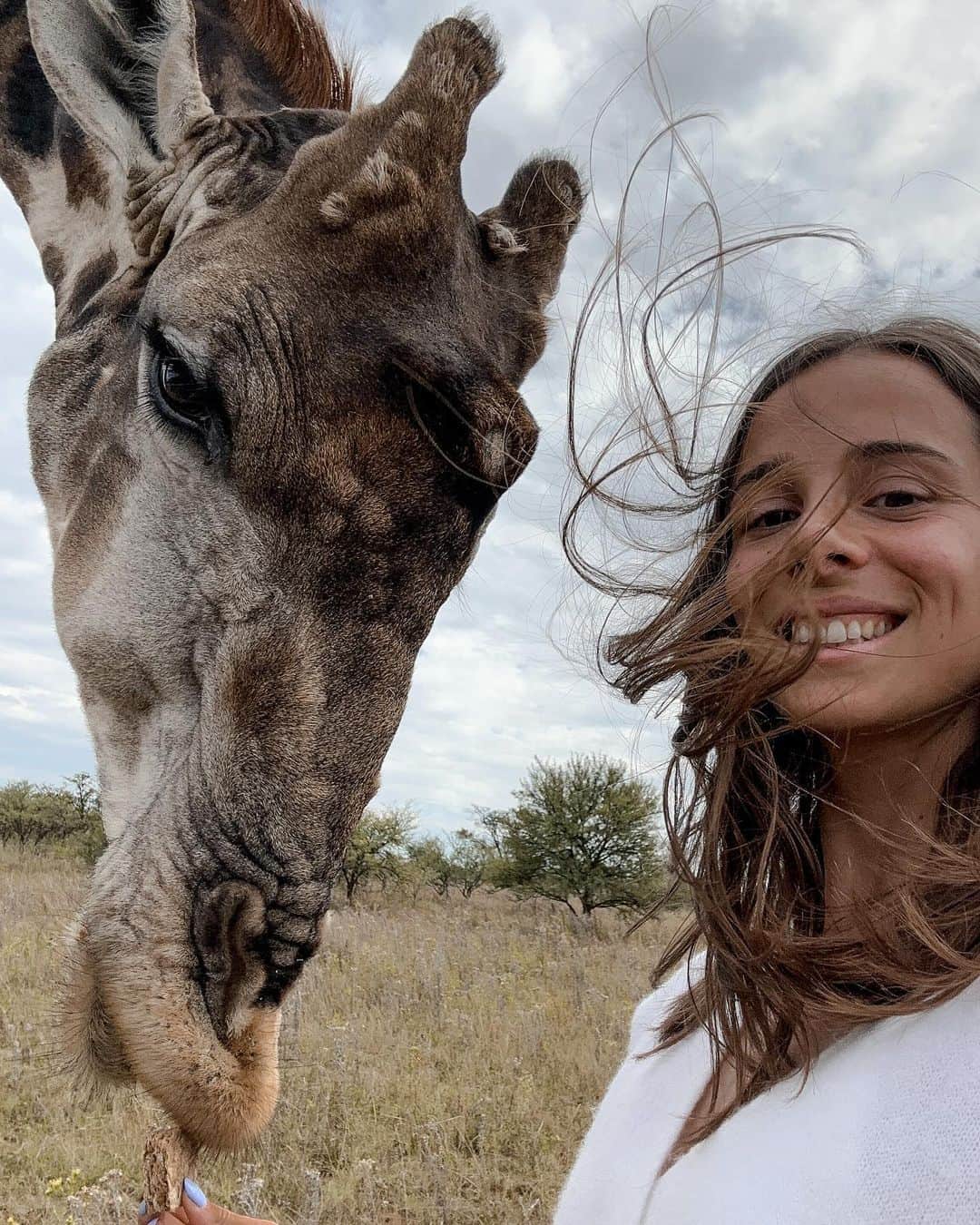 Camille LAUSのインスタグラム：「A day off well spent with Bungee 🦒 He lives in the wild but likes to be fed by humans 🍏 He was following us on our little safari 🦁🦓🦬🦒」