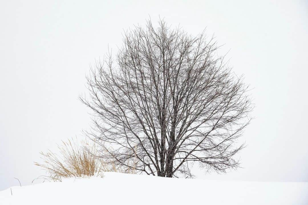 National Geographic Travelさんのインスタグラム写真 - (National Geographic TravelInstagram)「Photos by Michael Yamashita @yamashitaphoto | Japanese have a reverence for trees and the natural world beyond any culture I’ve known. Followers of the native Shinto religion believe that spirits inhabit all living things. Once a tree reaches 100 years of age, a kodama, or spirit, makes its home there, and imbues the tree with its own personality. In Hokkaido it is not uncommon to find buses with hundreds of tourists admiring a single well-shaped or well-placed tree standing alone in a distant landscape. Here are a few that can draw a crowd. #hokkaidowinter #trees #bieihokkaido #biei」4月10日 1時00分 - natgeotravel