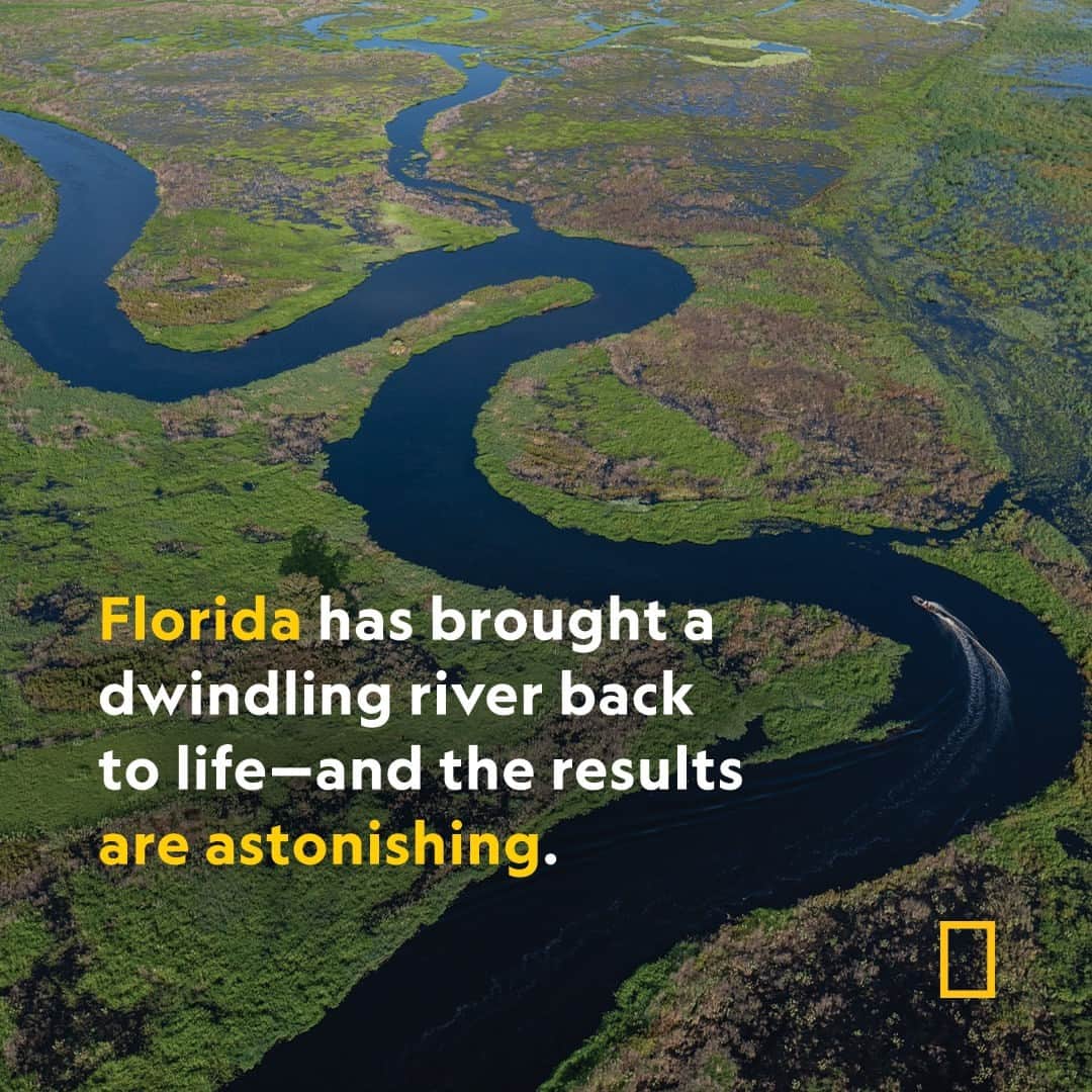 のインスタグラム：「Read the full story at the link in bio.   Much of Florida’s Kissimmee River has been restored to its natural state, a milestone worth celebrating—and learning from.  Photographs by Carlton Ward Jr. @carltonward」