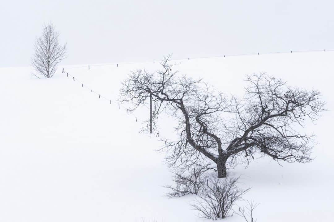 National Geographic Travelさんのインスタグラム写真 - (National Geographic TravelInstagram)「Photos by Michael Yamashita @yamashitaphoto | Japanese have a reverence for trees and the natural world beyond any culture I’ve known. Followers of the native Shinto religion believe that spirits inhabit all living things. Once a tree reaches 100 years of age, a kodama, or spirit, makes its home there, and imbues the tree with its own personality. In Hokkaido it is not uncommon to find buses with hundreds of tourists admiring a single well-shaped or well-placed tree standing alone in a distant landscape. Here are a few that can draw a crowd. #hokkaidowinter #trees #bieihokkaido #biei」4月10日 1時00分 - natgeotravel