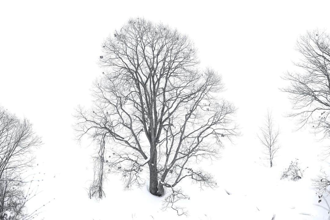 National Geographic Travelさんのインスタグラム写真 - (National Geographic TravelInstagram)「Photos by Michael Yamashita @yamashitaphoto | Japanese have a reverence for trees and the natural world beyond any culture I’ve known. Followers of the native Shinto religion believe that spirits inhabit all living things. Once a tree reaches 100 years of age, a kodama, or spirit, makes its home there, and imbues the tree with its own personality. In Hokkaido it is not uncommon to find buses with hundreds of tourists admiring a single well-shaped or well-placed tree standing alone in a distant landscape. Here are a few that can draw a crowd. #hokkaidowinter #trees #bieihokkaido #biei」4月10日 1時00分 - natgeotravel