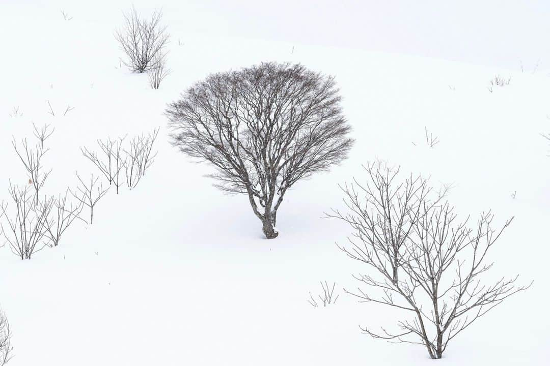 National Geographic Travelさんのインスタグラム写真 - (National Geographic TravelInstagram)「Photos by Michael Yamashita @yamashitaphoto | Japanese have a reverence for trees and the natural world beyond any culture I’ve known. Followers of the native Shinto religion believe that spirits inhabit all living things. Once a tree reaches 100 years of age, a kodama, or spirit, makes its home there, and imbues the tree with its own personality. In Hokkaido it is not uncommon to find buses with hundreds of tourists admiring a single well-shaped or well-placed tree standing alone in a distant landscape. Here are a few that can draw a crowd. #hokkaidowinter #trees #bieihokkaido #biei」4月10日 1時00分 - natgeotravel