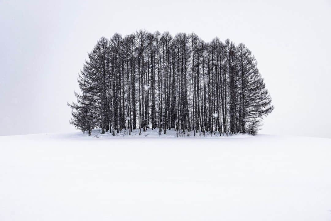 National Geographic Travelさんのインスタグラム写真 - (National Geographic TravelInstagram)「Photos by Michael Yamashita @yamashitaphoto | Japanese have a reverence for trees and the natural world beyond any culture I’ve known. Followers of the native Shinto religion believe that spirits inhabit all living things. Once a tree reaches 100 years of age, a kodama, or spirit, makes its home there, and imbues the tree with its own personality. In Hokkaido it is not uncommon to find buses with hundreds of tourists admiring a single well-shaped or well-placed tree standing alone in a distant landscape. Here are a few that can draw a crowd. #hokkaidowinter #trees #bieihokkaido #biei」4月10日 1時00分 - natgeotravel