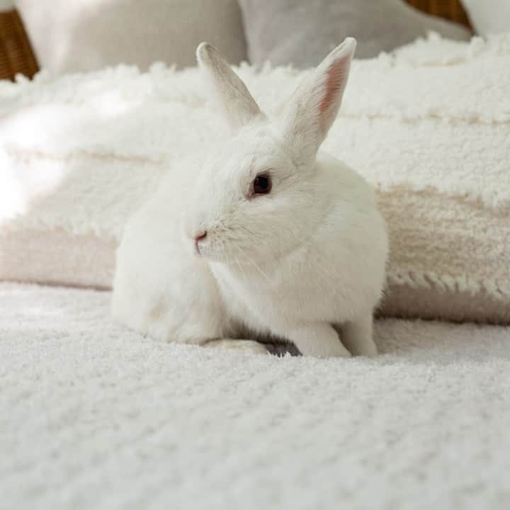 ベアフットドリームスのインスタグラム：「Hoppy Easter Barefoot Dreamers 🤍」