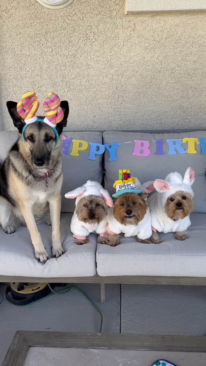 のインスタグラム：「Sammy 💭 Happy Easter and Happy Birthday to me!! I’m 1️⃣1️⃣ years young today!! ♥️🎈🎂🍾🥂🥳 #HappyEaster #HappyEaster2023 #HappyBirthdayToMe #BirthdayBoy #11Today #WhereDidTimeGo #MyHandsomeBoy #MyPreciousLove #EasterSunday2023 #HeHasRisen✝️」