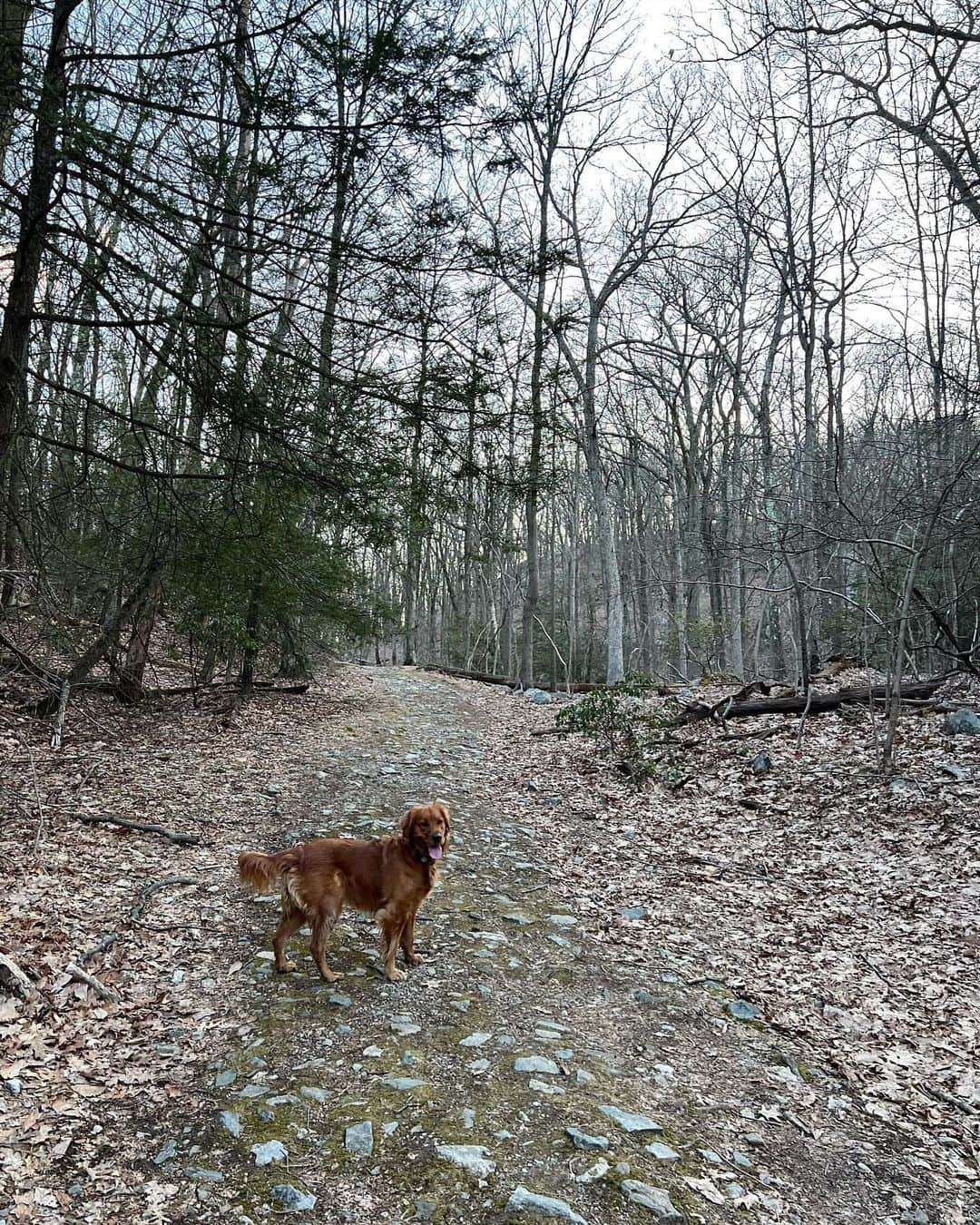 サマンサ・グラドヴィルさんのインスタグラム写真 - (サマンサ・グラドヴィルInstagram)「Happiest when in nature 🌿🍃 #hoppyeaster #dogmomlife #upstateny」4月10日 1時56分 - samgradoville