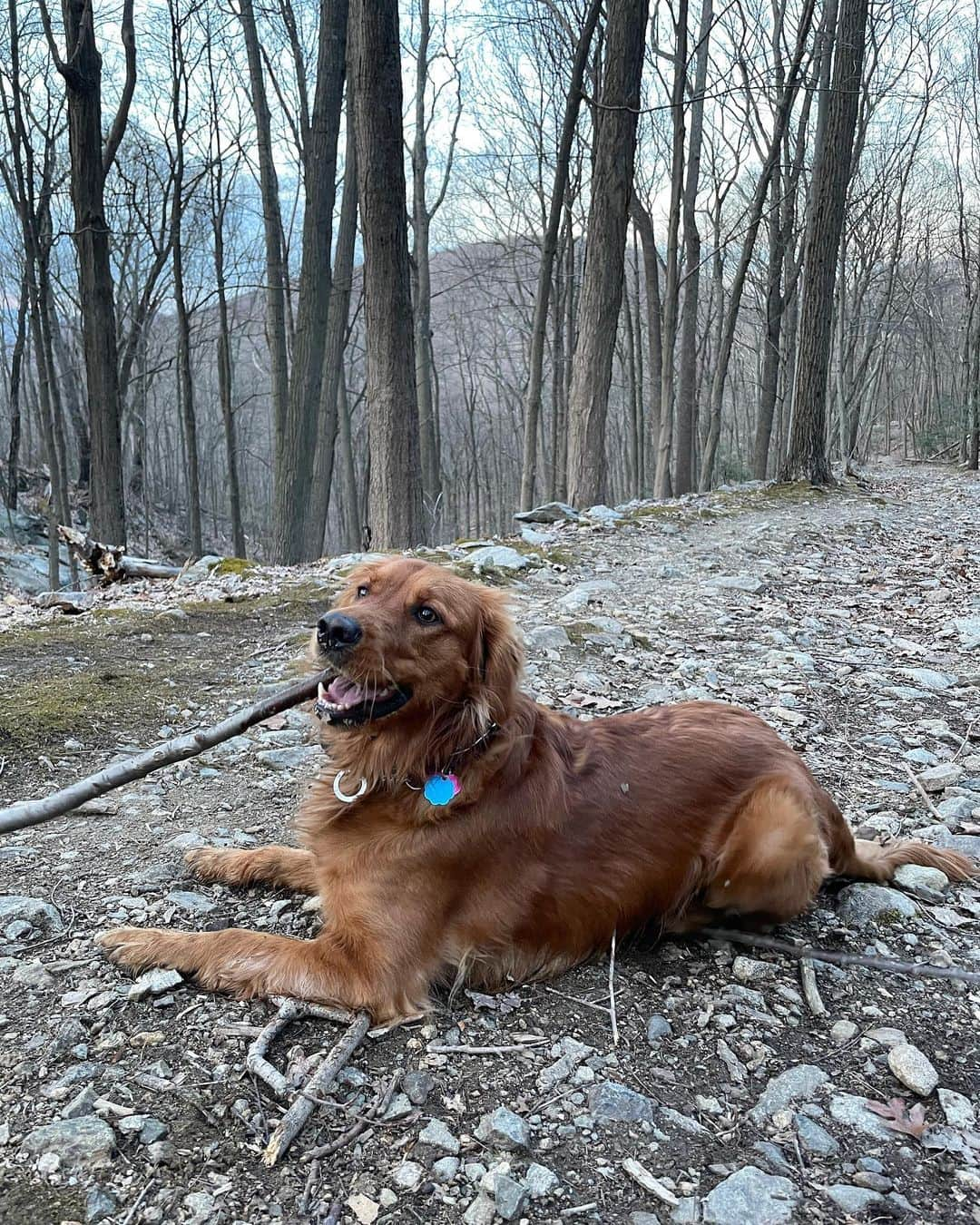 サマンサ・グラドヴィルさんのインスタグラム写真 - (サマンサ・グラドヴィルInstagram)「Happiest when in nature 🌿🍃 #hoppyeaster #dogmomlife #upstateny」4月10日 1時56分 - samgradoville