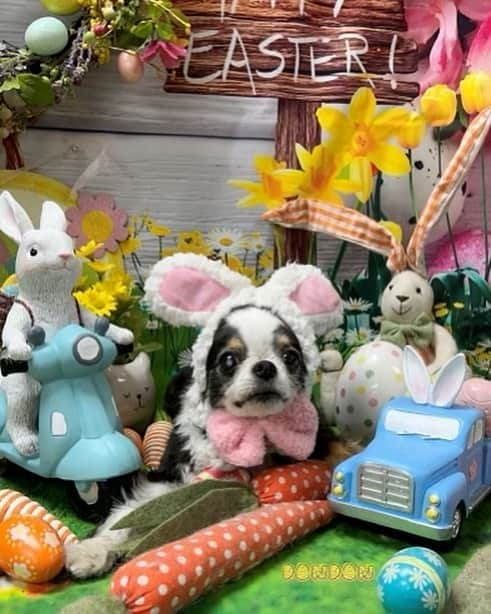 和央ようかさんのインスタグラム写真 - (和央ようかInstagram)「Happy Easter 🐣🐰🐇❤️  うちの可愛い子🐶はバニーちゃん🐰にもなれちゃいます😊  私がいない間もみんなに愛され幸せに過ごしてくれました  ありがとう😊  #takakoworldstylin🌎 #takakohawaiistylin🏝 #lifestyle #hawaii #hawaiilife #happyeaster #イースター #どんどん🐶 #dondon🐶 #yokawao #和央ようか @wanwanparadise @dogwalkerhawaii」4月10日 2時16分 - yokawao0215