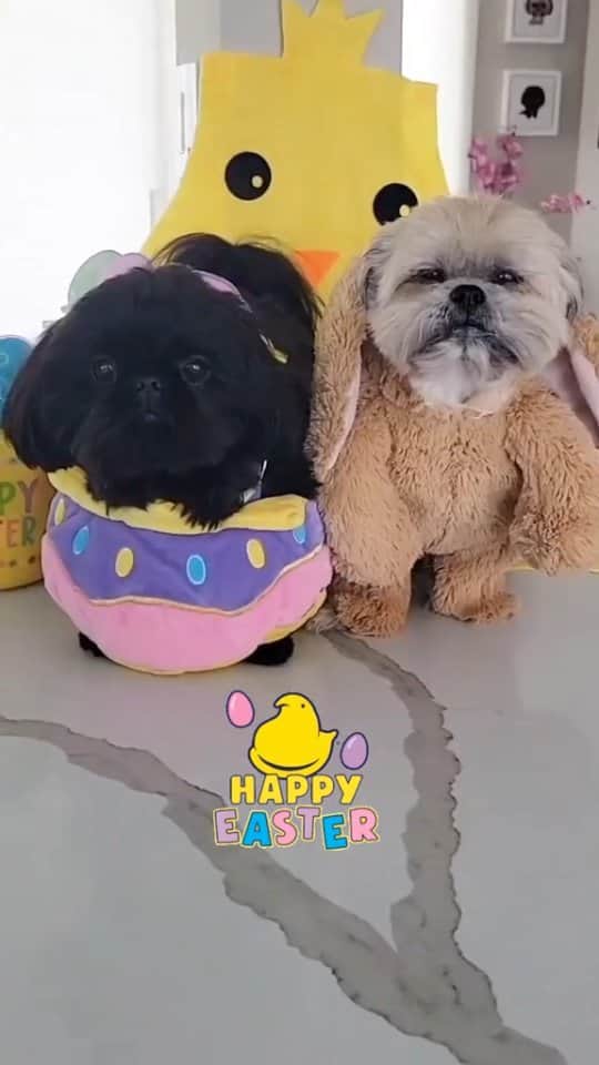Original Teddy Bear Dogのインスタグラム：「Hoppy Easter! 🐶🐶🐰🐣」