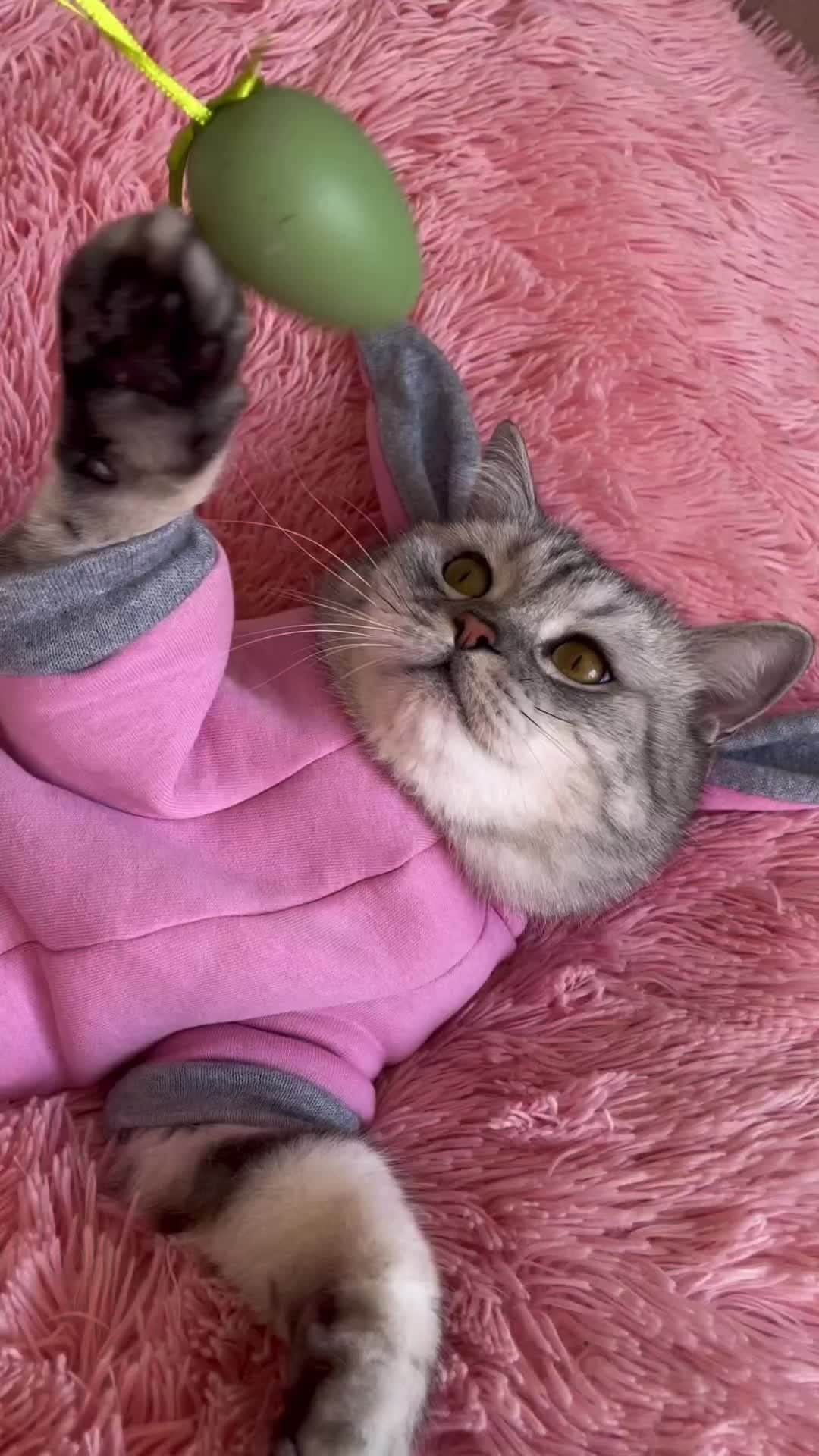 のインスタグラム：「From @guru_cat_2020: "Sugar Bunny🐰😹⁠ ⁠ Guru🐰🐾🥚" #catsofinstagram」