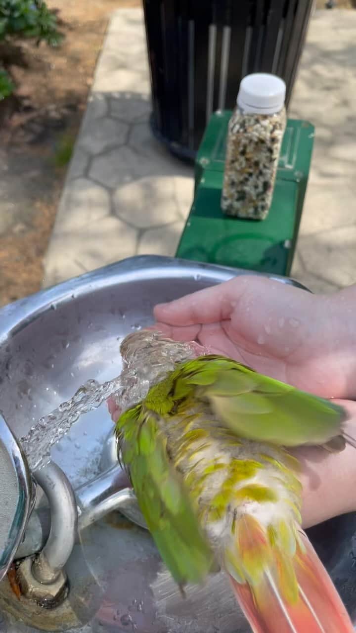 ダン・ブカティンスキーのインスタグラム：「Taking a dip in the park.  Enjoy the simple things today. Like Kermit does.  Happy Easter.  kermitthebird」