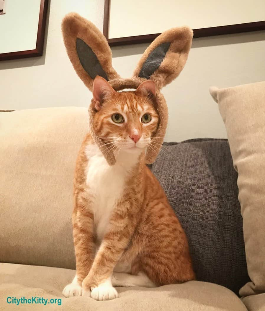 City the Kittyのインスタグラム：「Happy Easter!🐰  . #easterbunny #EasterSunday #easteregg #eastercat」