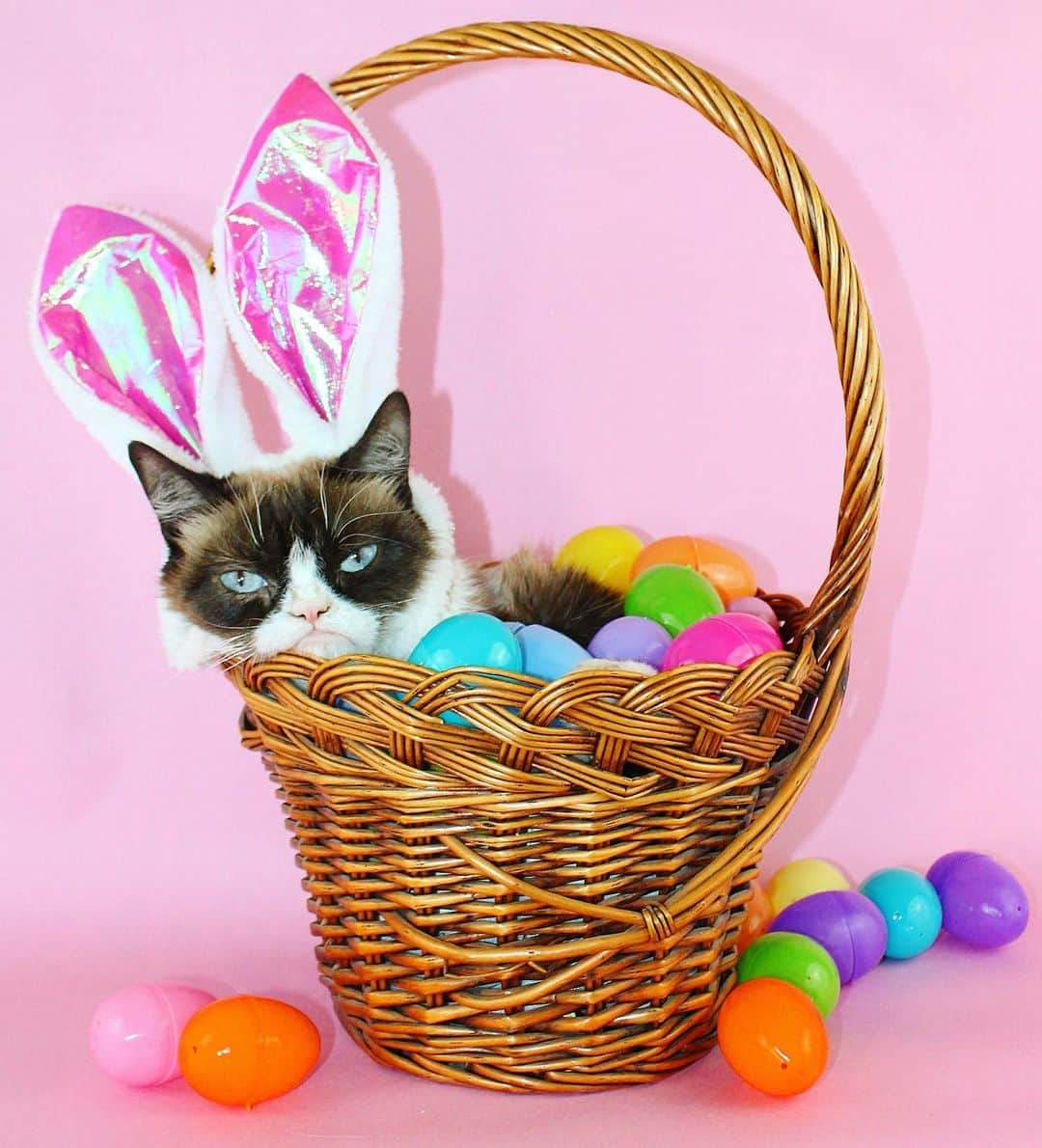 Grumpy Catのインスタグラム：「Have an awful Easter. 🐣😾🐇」