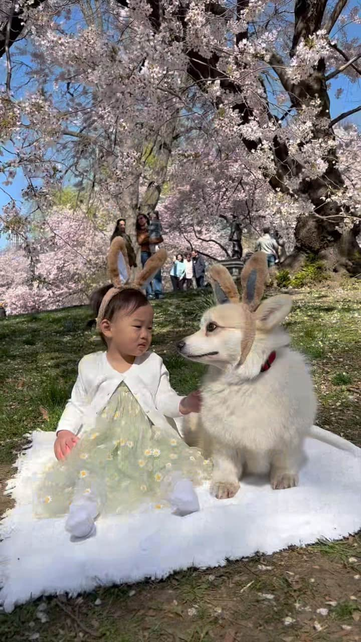 Winston the White Corgiのインスタグラム：「Best bunnies 🐰 Happy Easter」