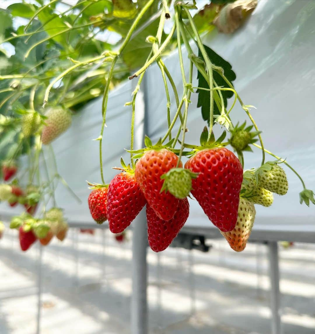 のあのインスタグラム：「. . . ぽととメンバーとお友達と旅に行ってきました🍓 人生初のいちご狩り🍓 沢山食べて美味しかったです😋」