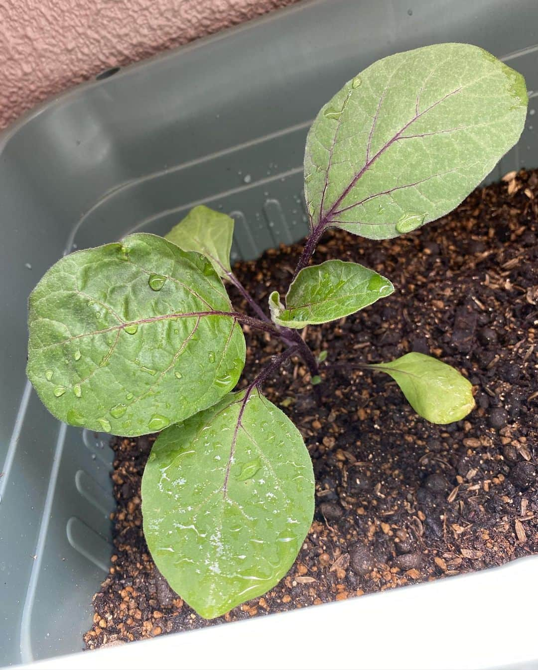 谷桃子さんのインスタグラム写真 - (谷桃子Instagram)「子供たちの食育の為、夏野菜を植えてみました🥰✨  トマト、紫蘇、なすさんです♡  毎日、おっきくなーれ！！ おっきくなーれ！！とお水やり✨✨ 収穫出来るのが今から楽しみです (*´꒳`*)✨🌸  #コモモちゃん成長日記  #夏野菜 #食育 #２歳」4月10日 13時05分 - momoko5999