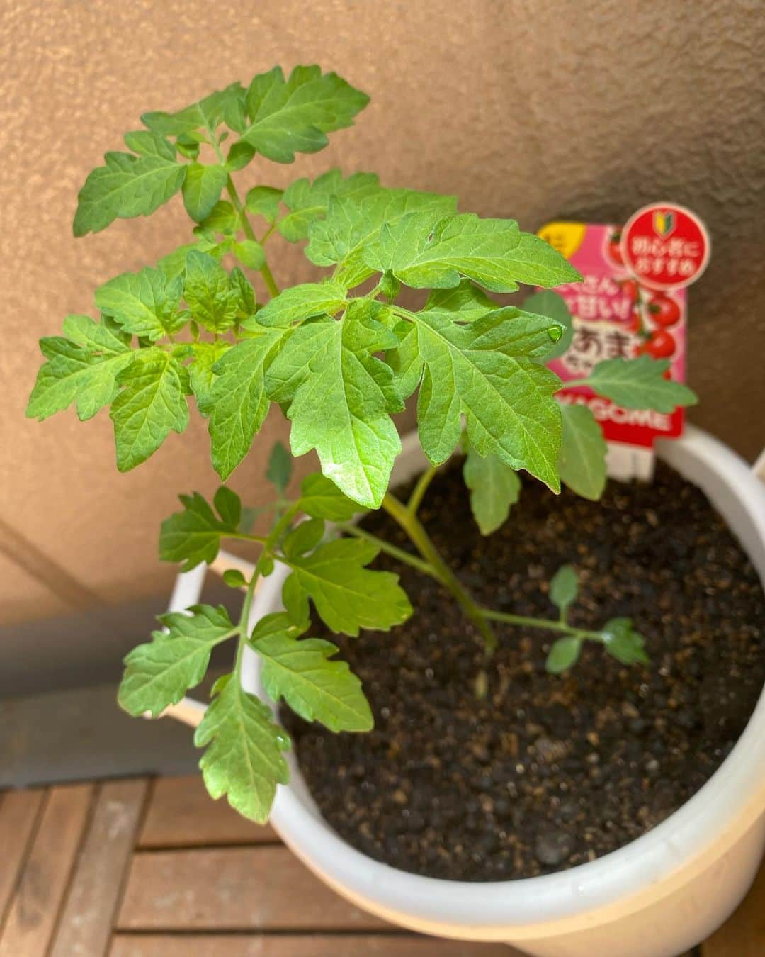 谷桃子のインスタグラム：「子供たちの食育の為、夏野菜を植えてみました🥰✨  トマト、紫蘇、なすさんです♡  毎日、おっきくなーれ！！ おっきくなーれ！！とお水やり✨✨ 収穫出来るのが今から楽しみです (*´꒳`*)✨🌸  #コモモちゃん成長日記  #夏野菜 #食育 #２歳」