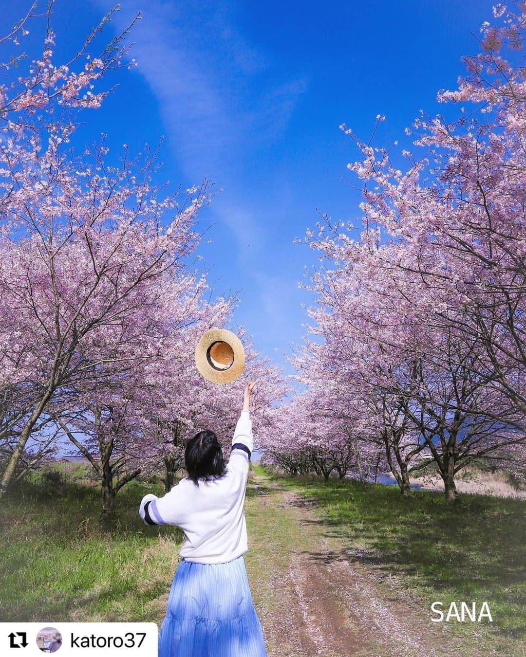 西条市さんのインスタグラム写真 - (西条市Instagram)「青空と桜を見ると、すごく気持ちよく、幸せな気持ちになりますよね！🌸  #サクラ #桜 #桜スポット #西条桜 #ehime #shikoku  #Repost @katoro37 with @use.repost ・・・ 雲、一閃  今年は、晴天と桜の見頃が長くて、たくさんの方々がお花見されていて、平和な光景をたくさん見掛けて、幸せな気持ちになりました🌸  2023.3 西条市 ふれあい桜公園  #愛媛県 #西条市　 #lovesaijo  #桜ふれあい公園　 #桜 #愛媛桜フォトコン2023  #海賊フォト　 #jalan_travel  #じゃびふる　 #japan_daytime_view  #キタムラ写真投稿  #ダレカニミセタイケシキ  #ファインダー越しの私の世界  #special_spot_  #shikokucameraclub  #best_moments_nature  #every_shot_emotion  #otonatabi_japan  #お写んぽ　 #はなまっぷ #私の花の写真 #team_jp_flower #ojo_flowers  #kokohana」4月10日 13時07分 - lovesaijo