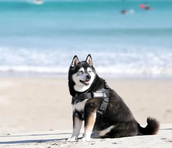 のインスタグラム：「『sippoストーリー 』からの紹介です🐕 柴犬の蓮くん（15歳） 恒例の旅行先でのお気に入りの場所🌞ゆっくり一緒の時間を過ごそうね🤗  飼い主さん：mucchi ㅤ sippoのサイト（sippo.asahi.com）で、飼い主さんに投稿してもらった、犬や猫のとっておきストーリーをご紹介しています。 @sippo_official プロフィールのサイトリンクから、『sippoストーリー 』をご覧下さい👀✨ ㅤ あなたとペットのストーリーを募集しています！ #sippoストーリー をつけて、犬や猫の写真を投稿してくださいね🌸採用された方には、編集部からDMでご連絡差し上げます🐾  #sippoストーリー #犬 #イヌ #ワンコ #柴犬 #黒柴」