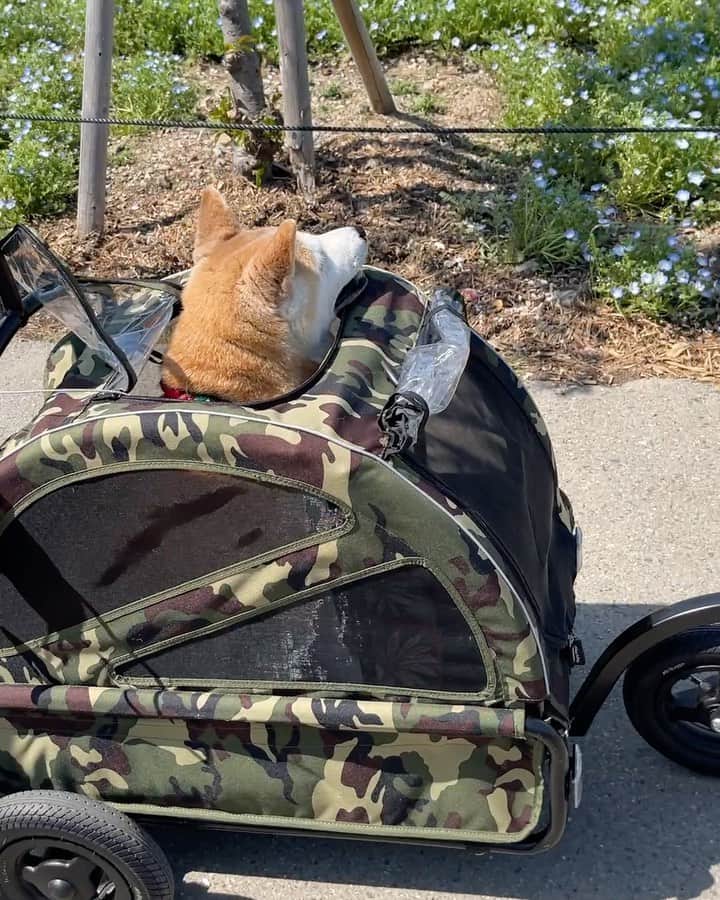 こなつのインスタグラム